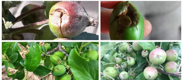 Земјоделски штети