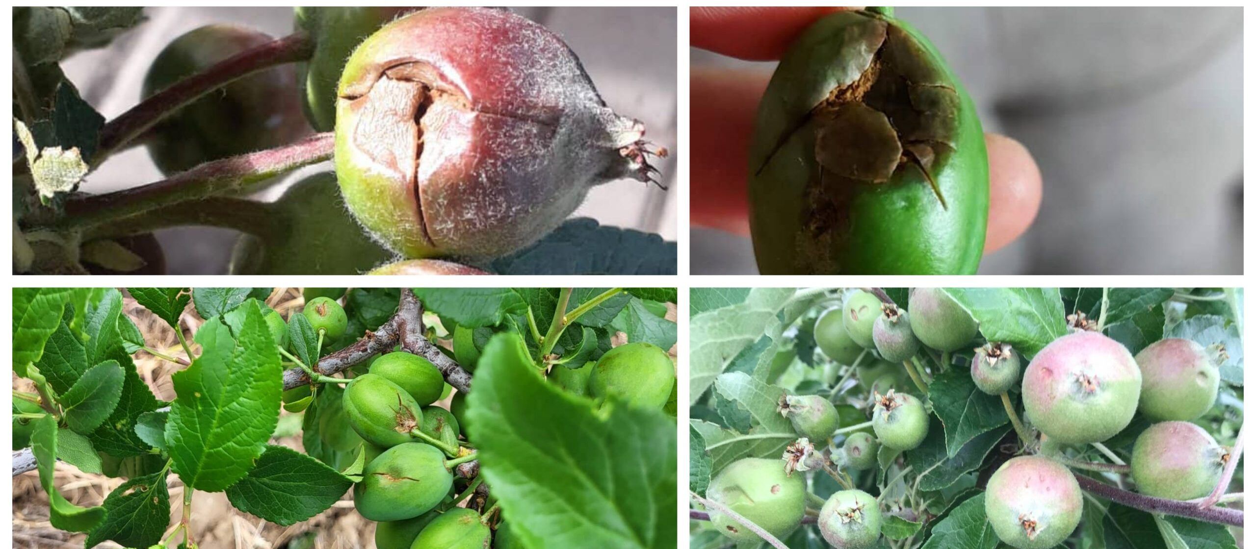 Земјоделски штети