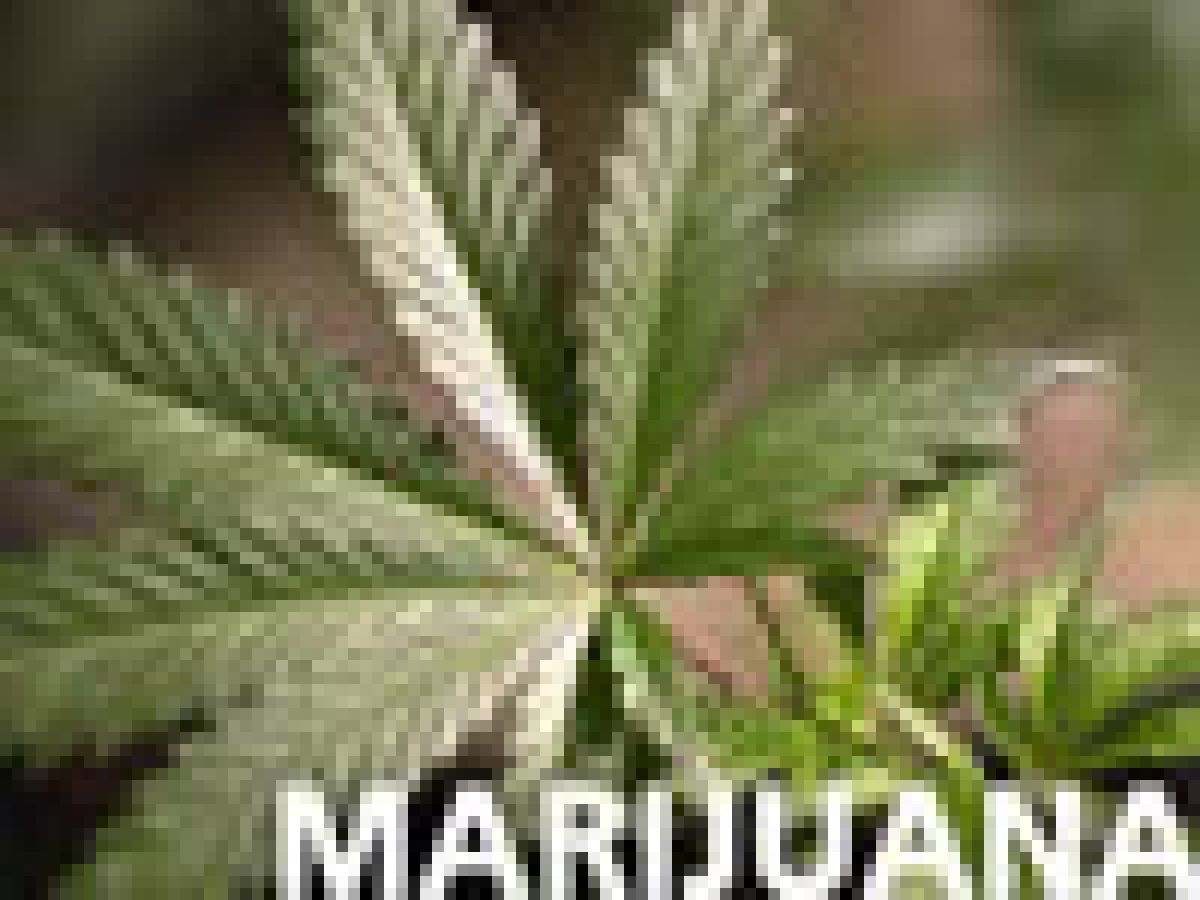 marihuana