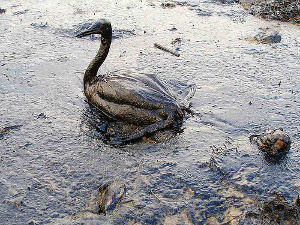 Nafta, Meksikanski zaliv