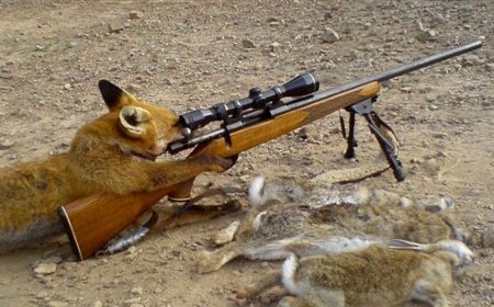 opasna lisica