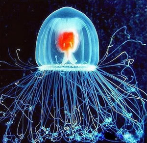 Turritopsis nutricula immortal