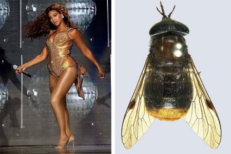 Beyonce fly