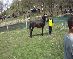 ucesnik konjce