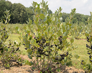 aronija plantazi